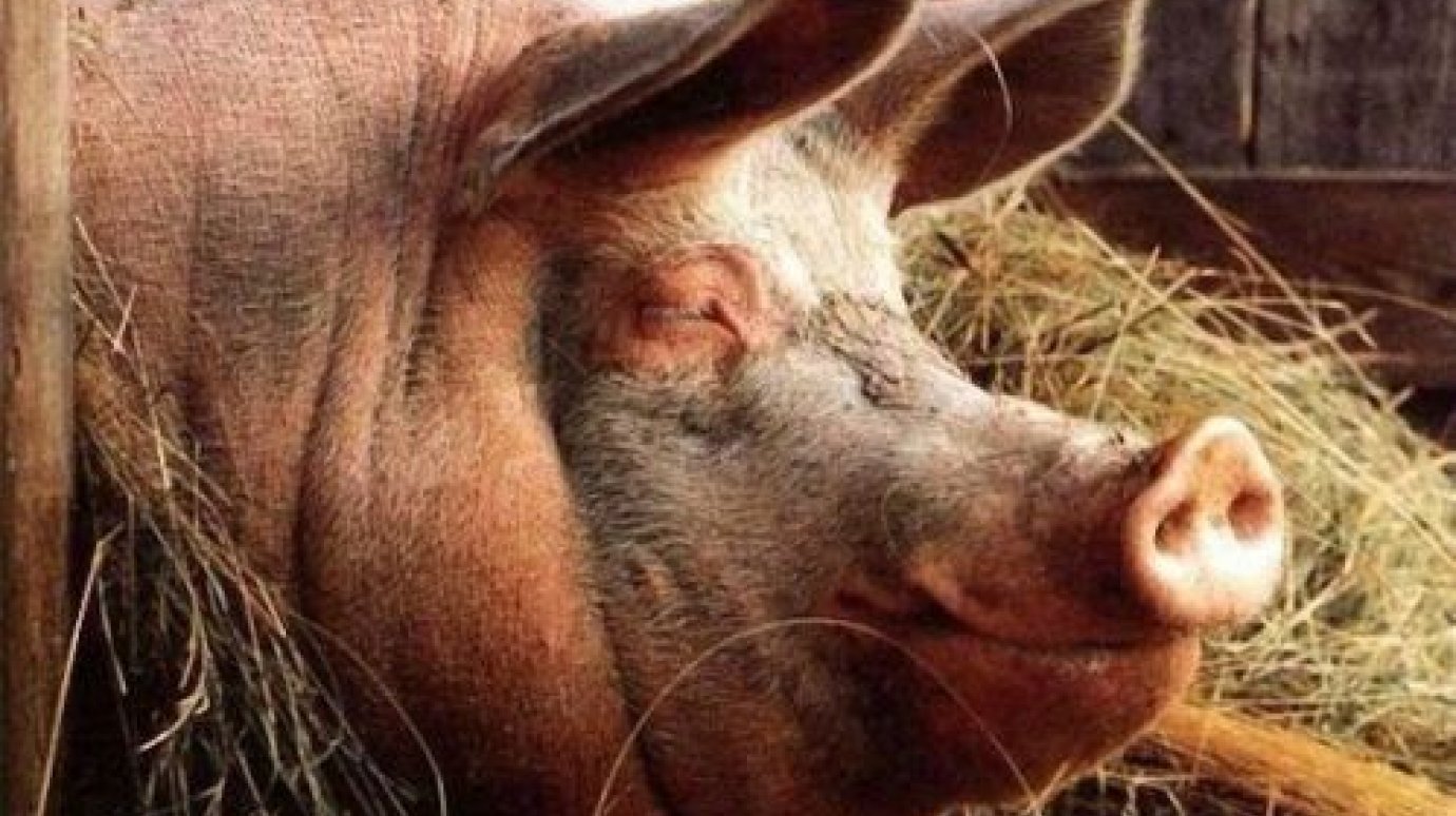 Предприятиям общепита запрещено скармливать свиньям отходы