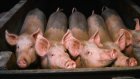 Вирус африканской чумы свиней в пензенской колбасе не обнаружен