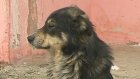 На строительство пункта передержки собак выделено 4 млн рублей