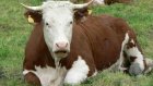 Хозяйка коровы выплатит 50 тысяч  пострадавшему односельчанину