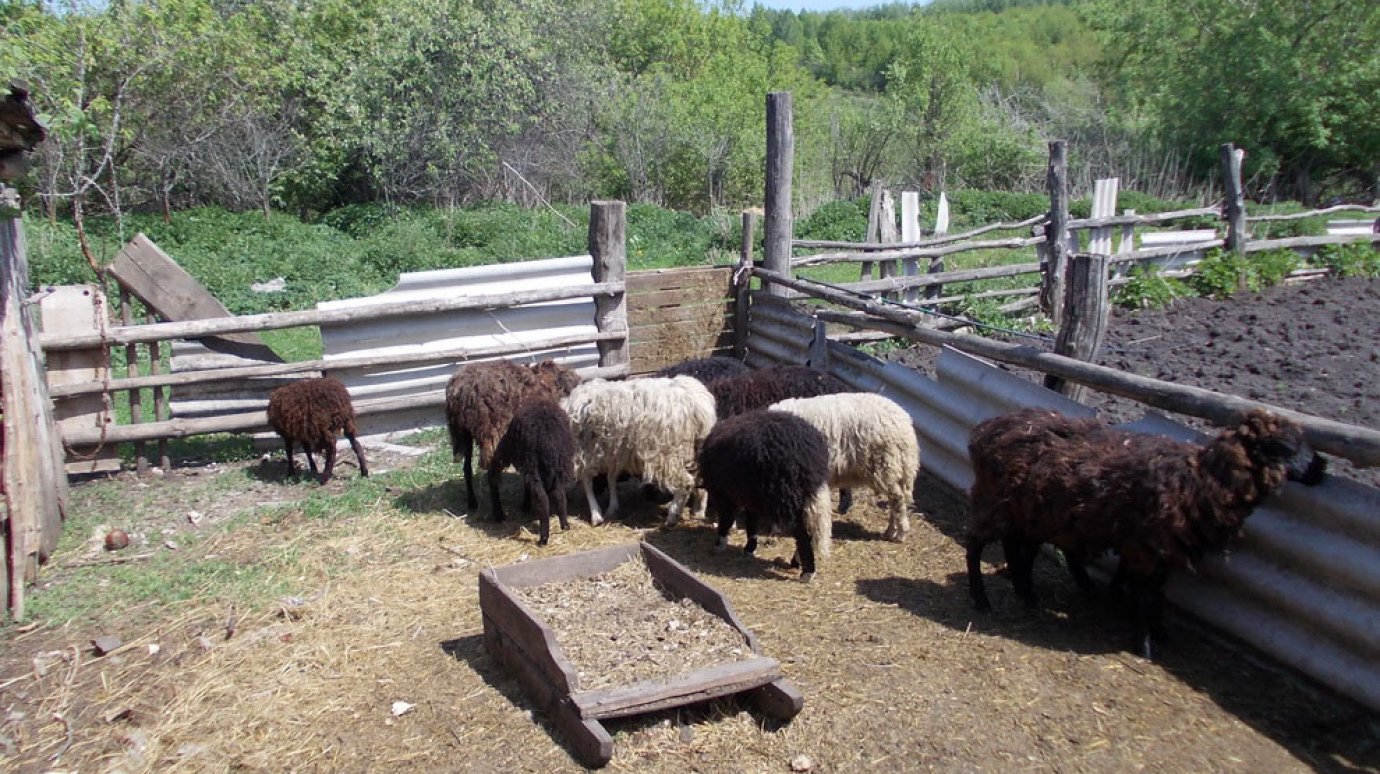 В Кондоле арестованы шесть овец и три ягненка
