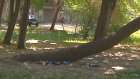 Во дворе на улице Дзержинского появилось мусорное чудо-дерево