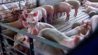 В 4 районах области объявлен карантин по африканской чуме свиней