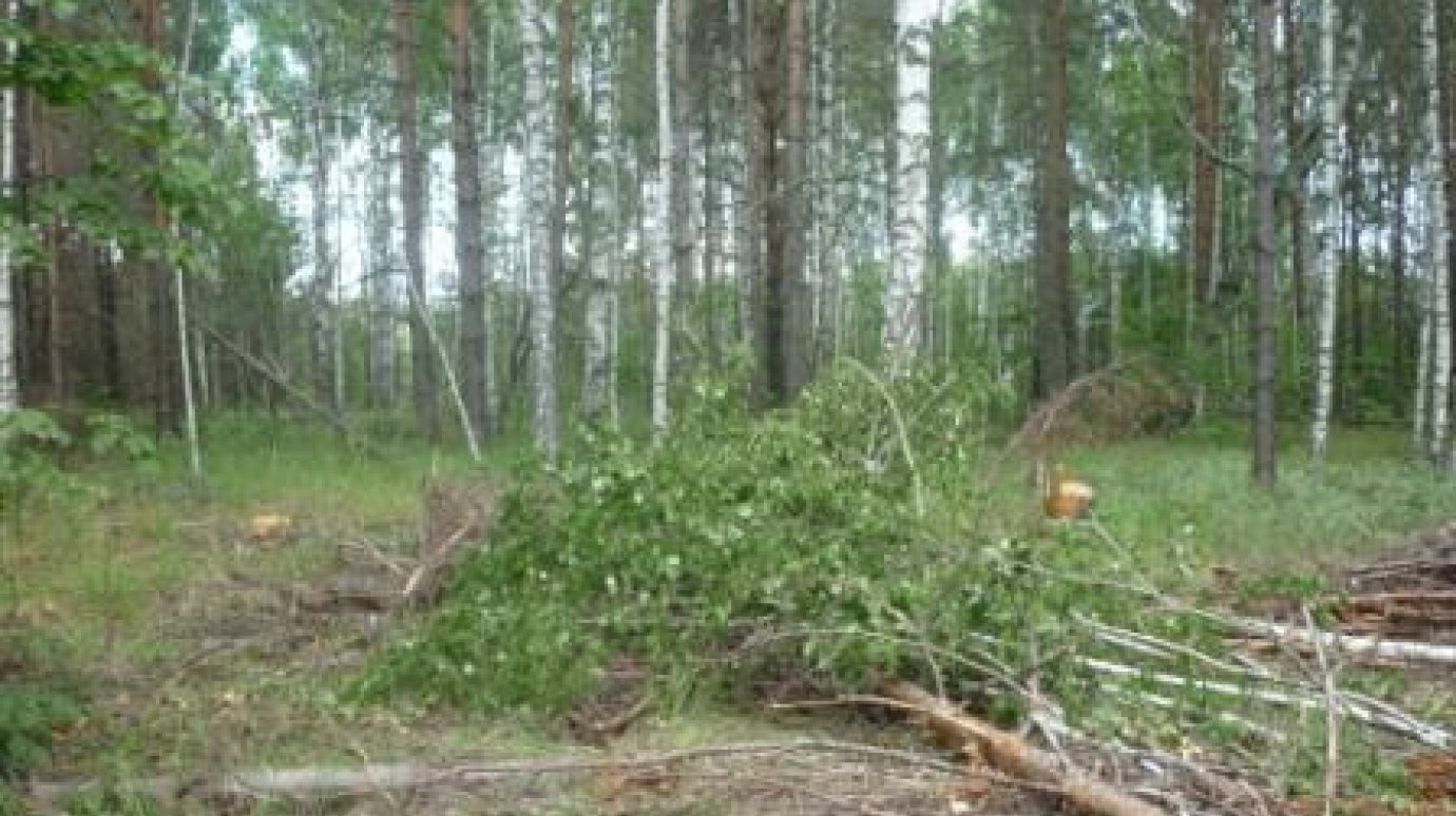 В Сосновоборском районе браконьеры навредили лесу на 12 000 рублей