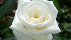В Голландии сорт розы назвали в честь Михаила Лермонтова
