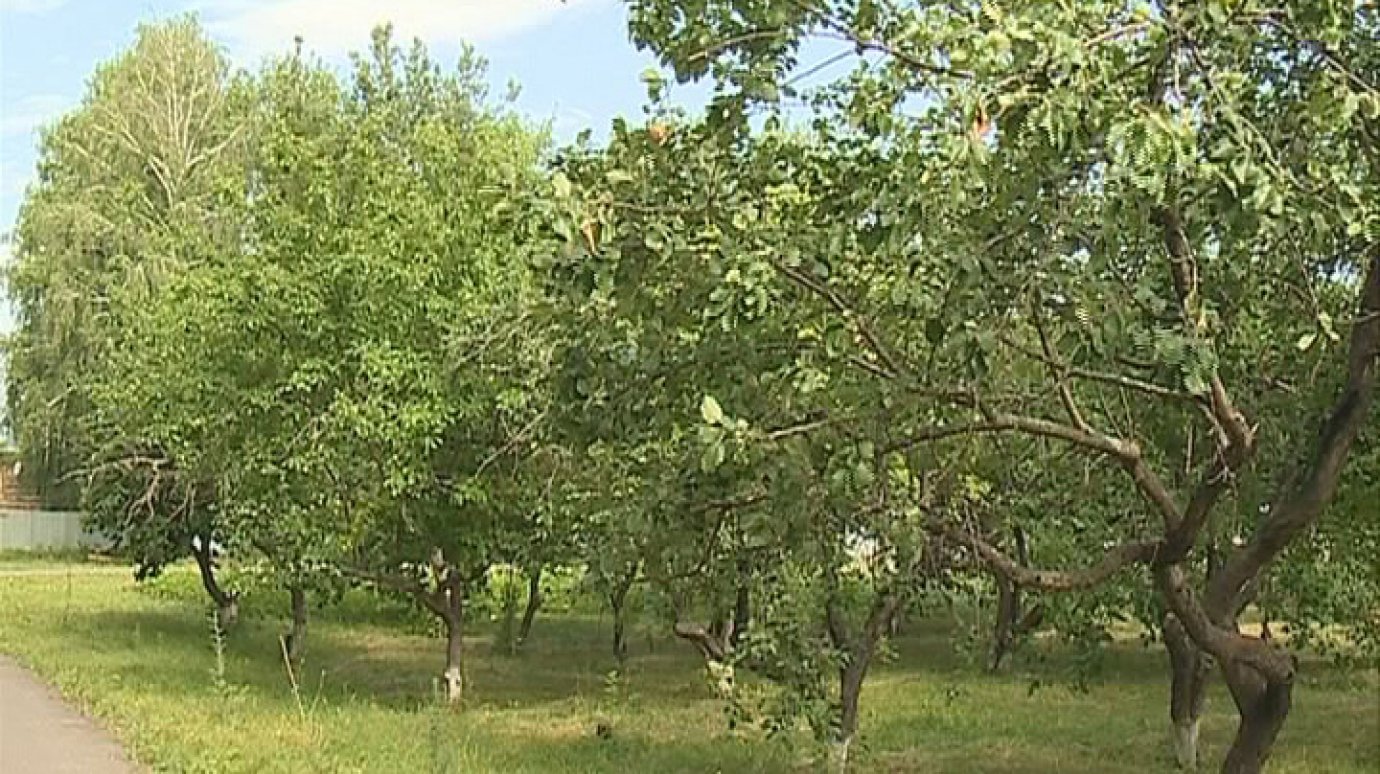 Мичуринские школьники планируют возродить яблоневый сад