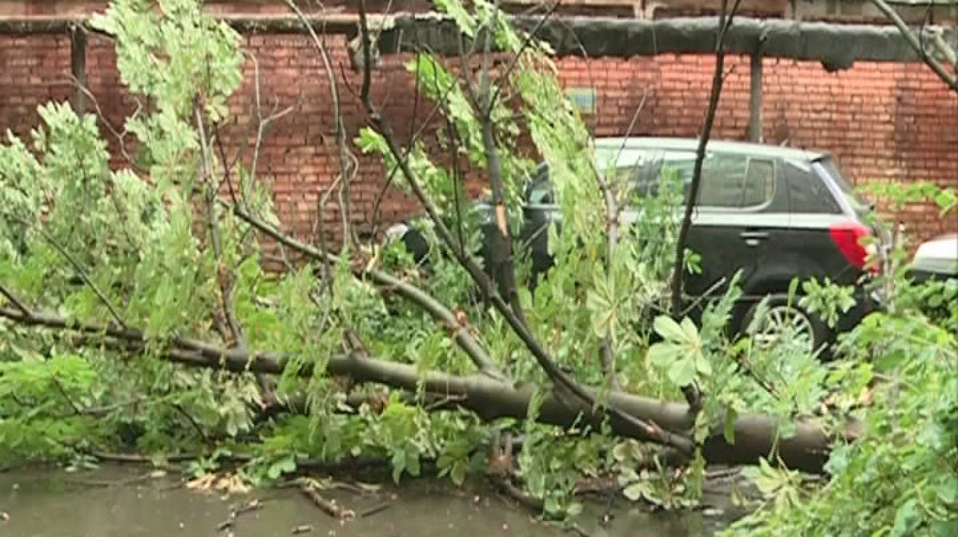 На улице Луначарского упавшее дерево покалечило женщину