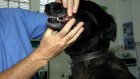 Зареченский ветеринар на два года отстранен от работы за взятку