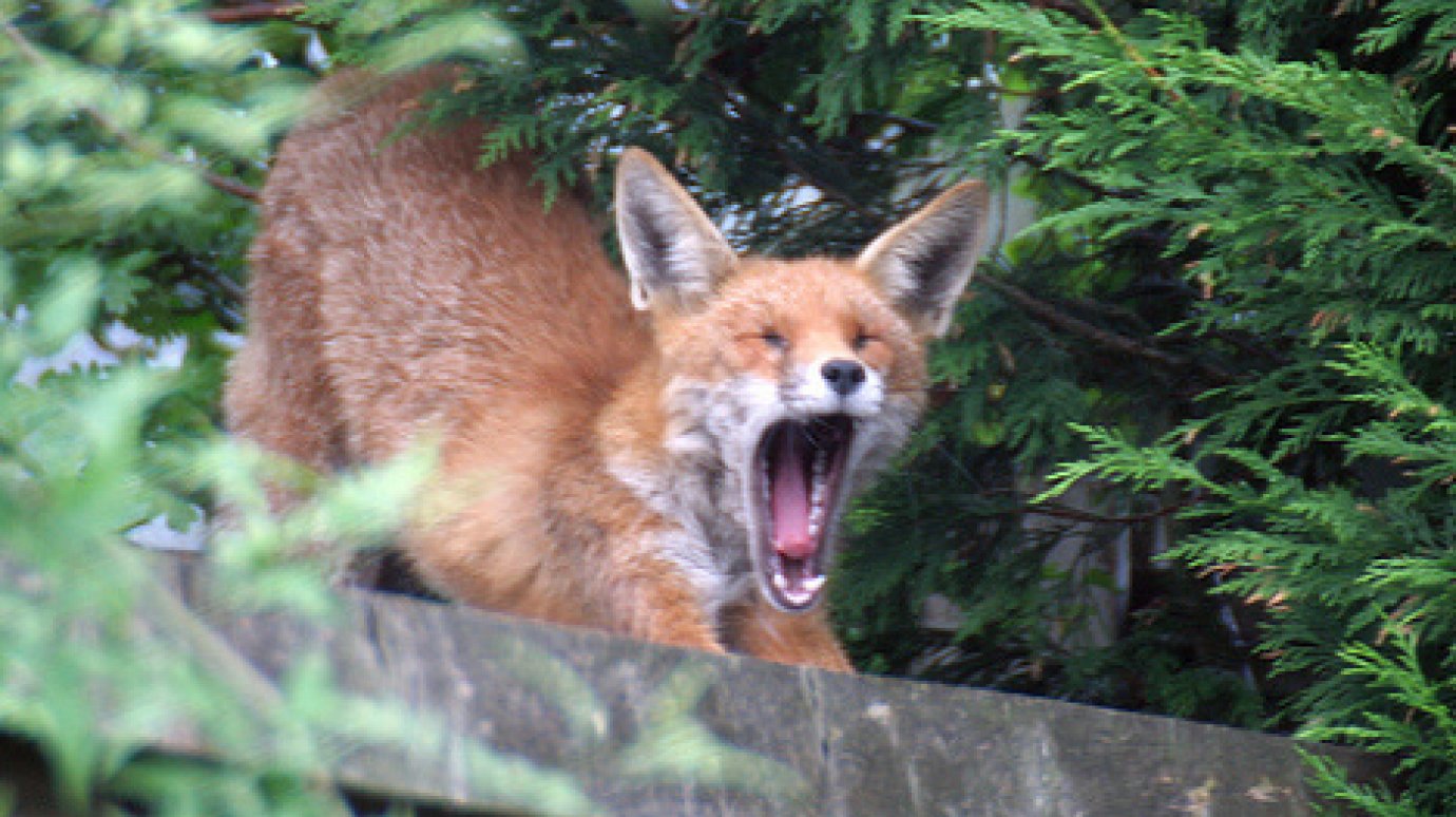 Нападение бешеной лисицы