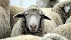 В Малосердобинском районе задержали «ГАЗель» с 50 овцами