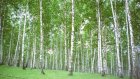 Пензенские арендаторы лесов задолжали в бюджет более 4 млн
