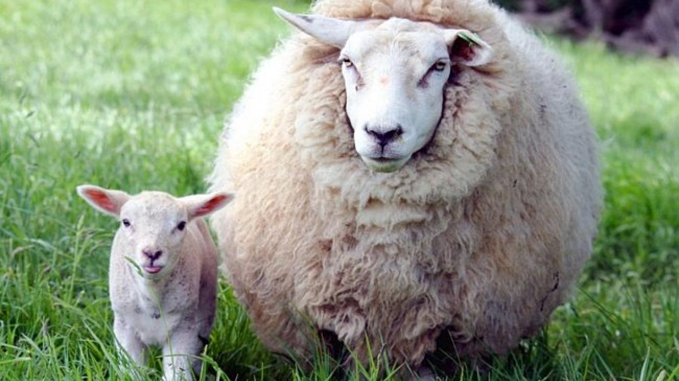 Житель Кондоля продал арестованных овец и ягнят