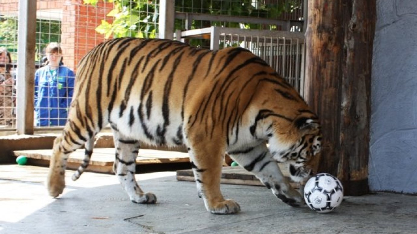 Пензенский зоопарк приглашает в гости к амурским тиграм