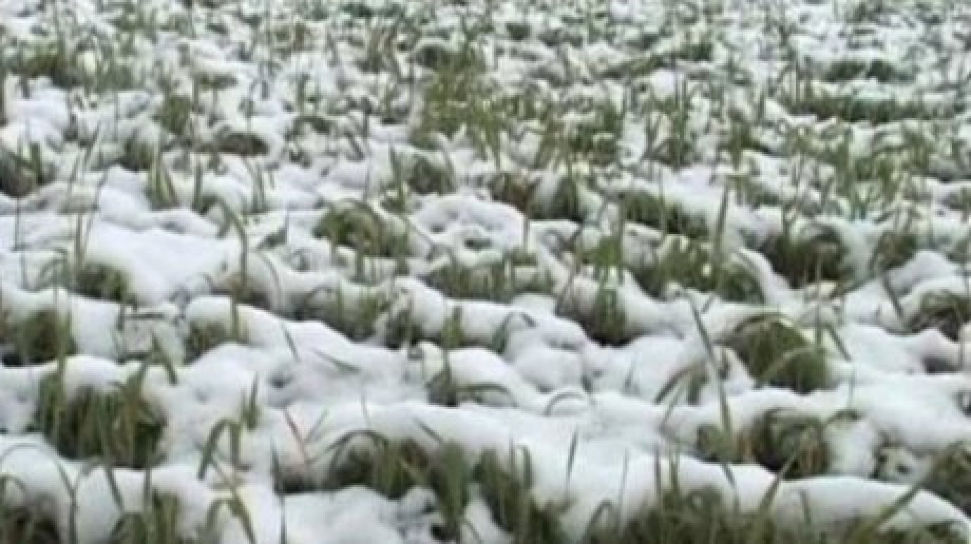 Мокрый снег причинил Пензенской области ущерб на сумму более 1 млрд руб.