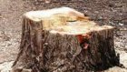 25-летний житель Спасского района незаконно спилил 10 дубов