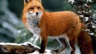 В Пензенской области разрешена охота на лисицу, куницу и бобра