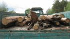 Браконьеры вырубили в Неверкинском районе сосны на 740 тыс. рублей