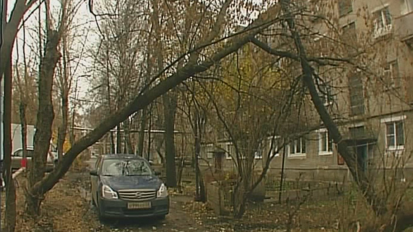 Полувековые деревья на Крупской не внушают доверия местным жителям