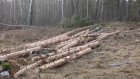 В Шемышейском районе браконьеры срубили деревья на полмиллиона