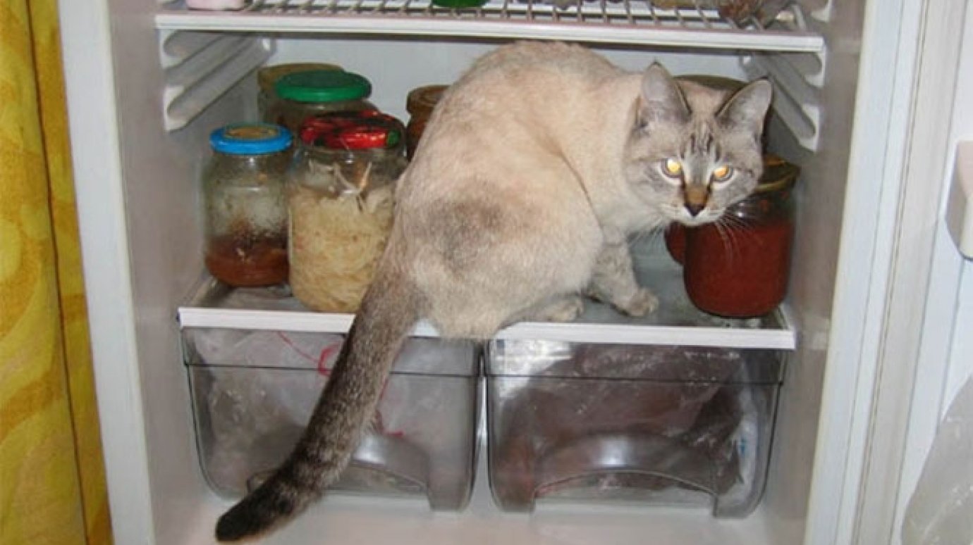 Житель Пензы украл у выезжавших из квартиры соседей холодильник
