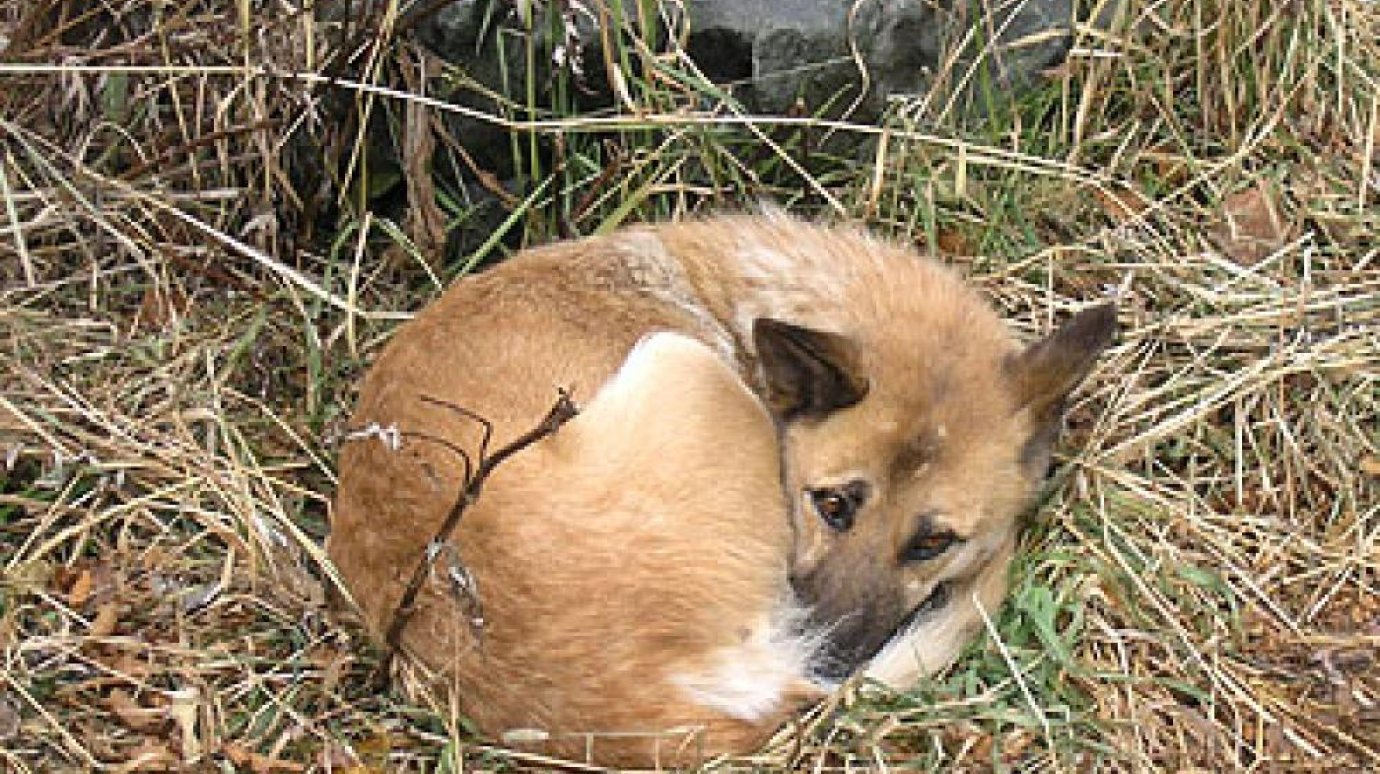 В Пензе создан благотворительный фонд помощи бездомным животным