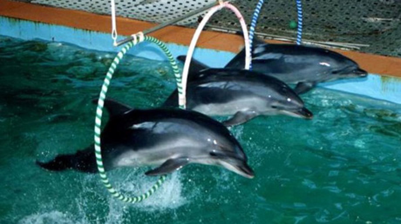 В Пензе могут построить дельфинарий и гостиницу для спортсменов