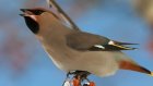 Пензенские школьники считают птиц в Арбекове и Ахунах