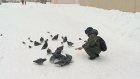 Из-за грядущих морозов пензенским птицам необходима помощь
