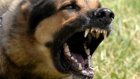 Домашние собаки нападают на людей чаще бродячих