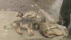 Свора бездомных собак держит в страхе пензенцев с улицы Литвинова