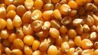 В Пензенской области задержали почти 700 тонн подозрительной кукурузы