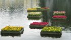 На поверхности пруда в Заречном появятся плавающие цветники