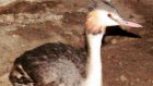 Неравнодушные жители области приносят в зоопарк попавших в беду птиц