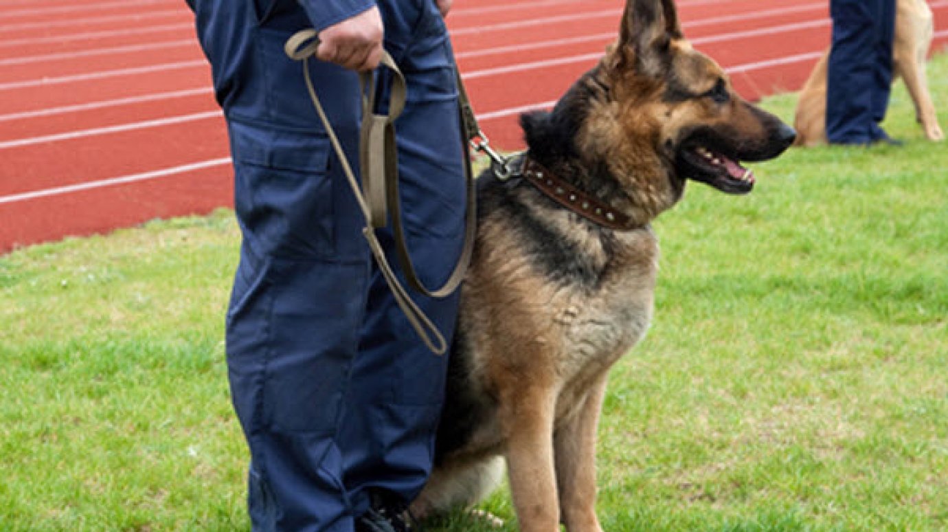 Охранять Октябрьский сад будут вооруженные люди с собаками
