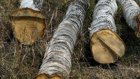 В трех районах области браконьеры вырубили деревья
