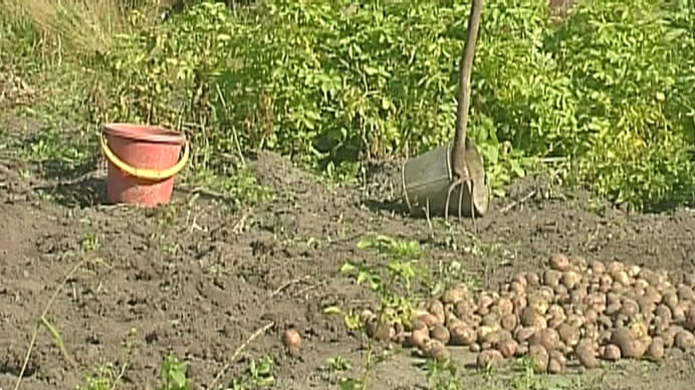 Сельчанин убил соседа за неправильное обращение с картофелем