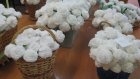 Пензенские школьники изготовят 30 тысяч белых цветков