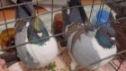 В Средней Елюзани в выходные состоялась выставка-продажа голубей