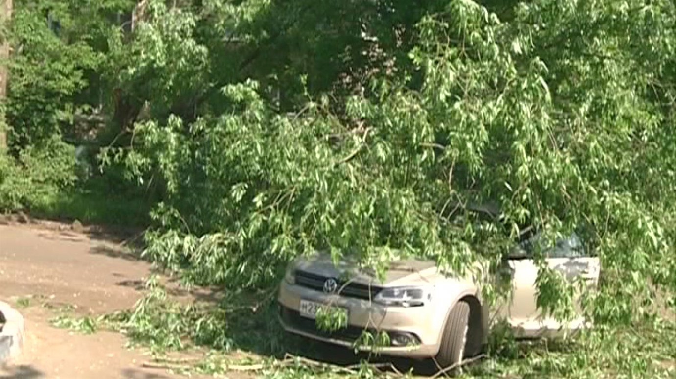 На улице Попова на автомобиль с водителем упало сухое дерево