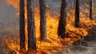В Пензенской области произошел лесной пожар