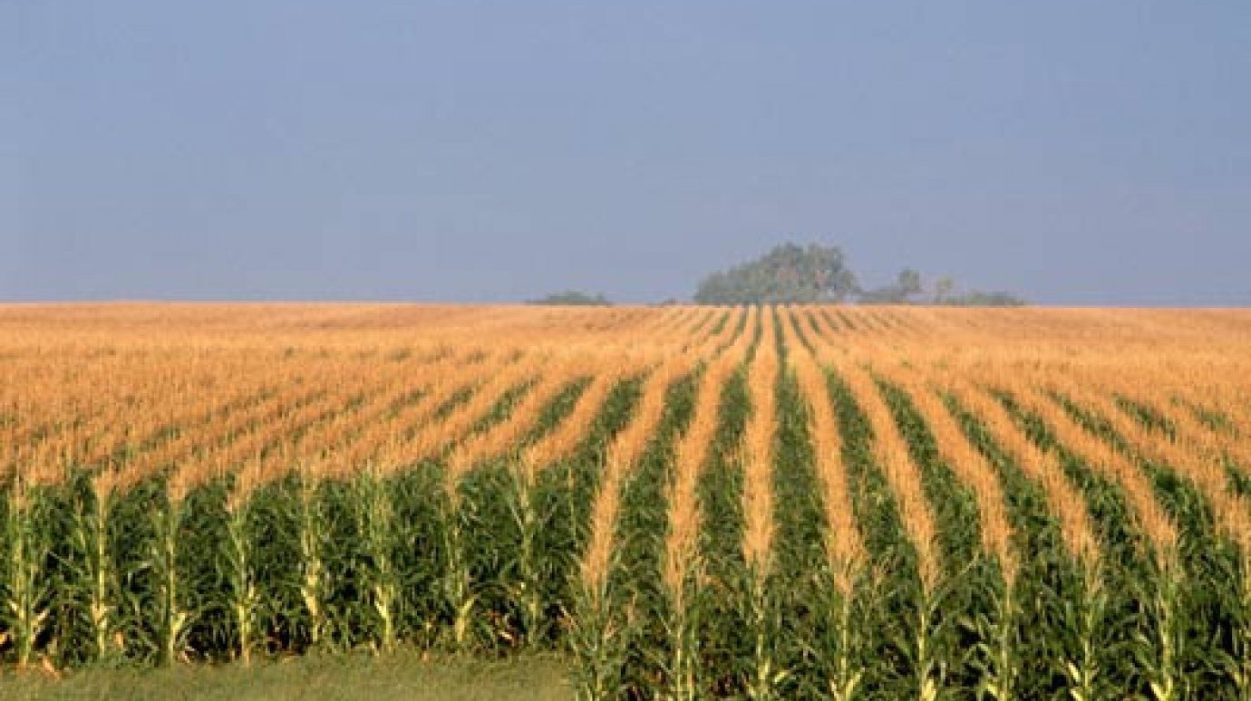 Объединила кукуруза
