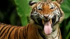 Три грузина пострадали в зоопарке после «общения» с тиграми