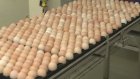 Производство яиц в Пензенской области существенно уменьшилось