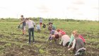 В трудовом лагере «Ровесник» школьники выращивают овощи