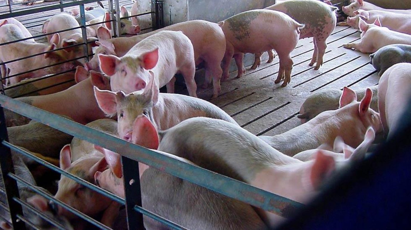 В Лунине прошли учения по ликвидации африканской чумы свиней