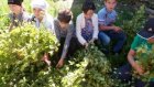 Школьники Городищенского района выращивают овощи и вяжут веники