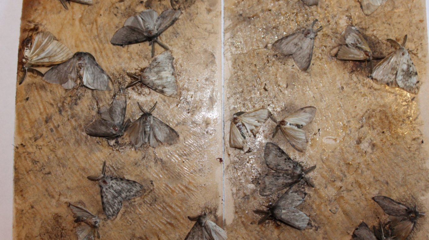 В Шемышейском лесничестве установили феромонные ловушки для бабочек