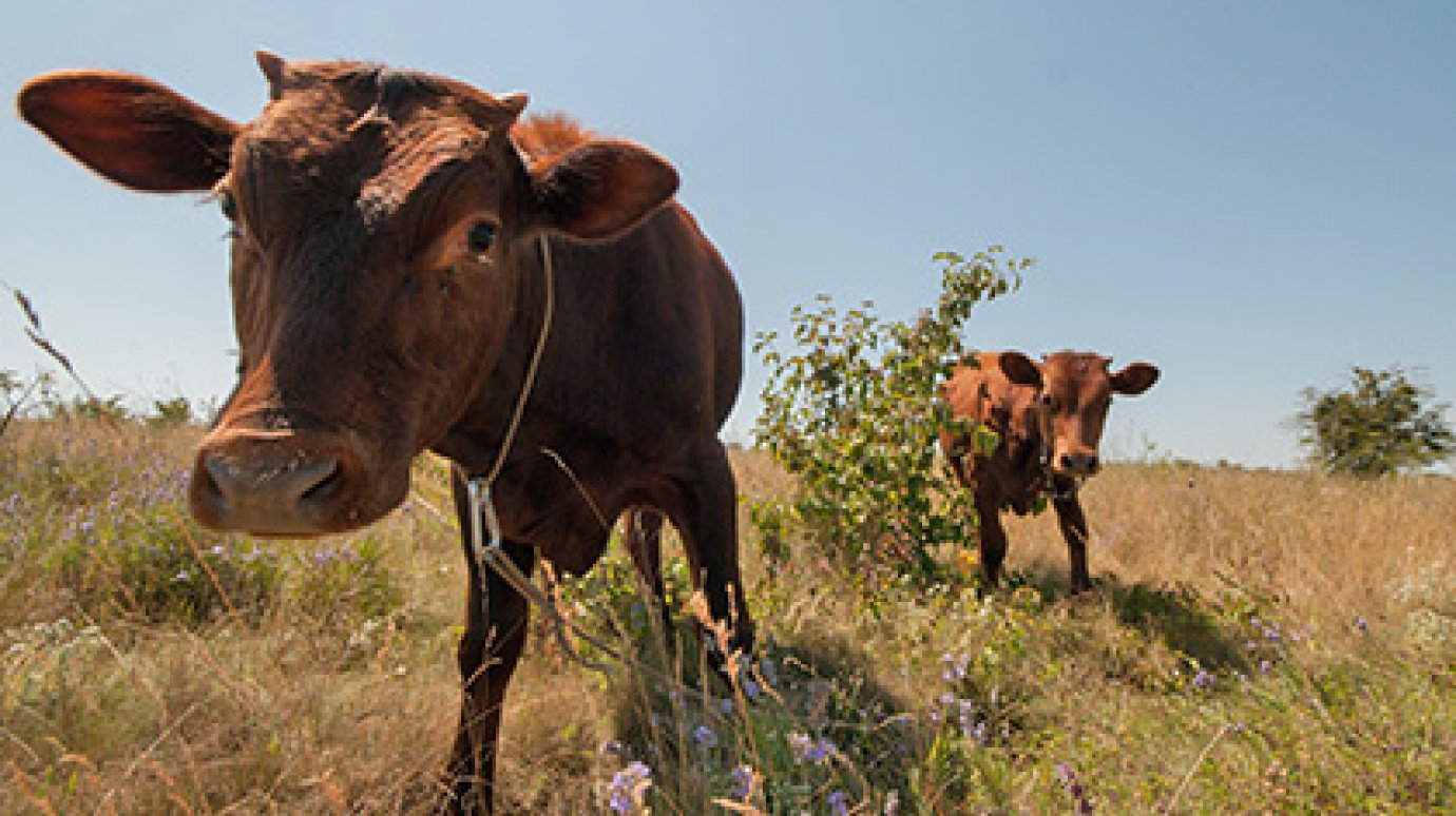 172 коровы с луганской фермы перешли на сторону России