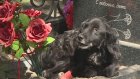 Неизвестный привязал собаку к ограде на кладбище в Воскресеновке