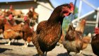 Россельхознадзор допустил запрет на поставки американской курятины